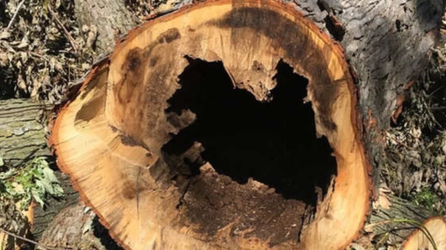 stump-removal-1536x864